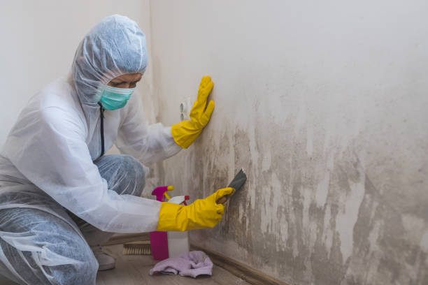 Best Black Mold Removal  in Nicollet, MN