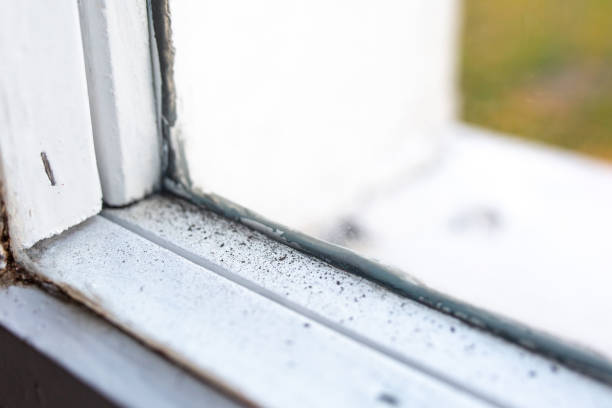 Best Mold Prevention Services  in Nicollet, MN