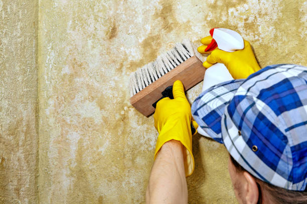 Best Mold Remediation for Healthcare Facilities  in Nicollet, MN