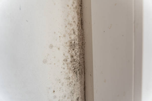 Best Comprehensive Air Testing for Mold Contaminants  in Nicollet, MN